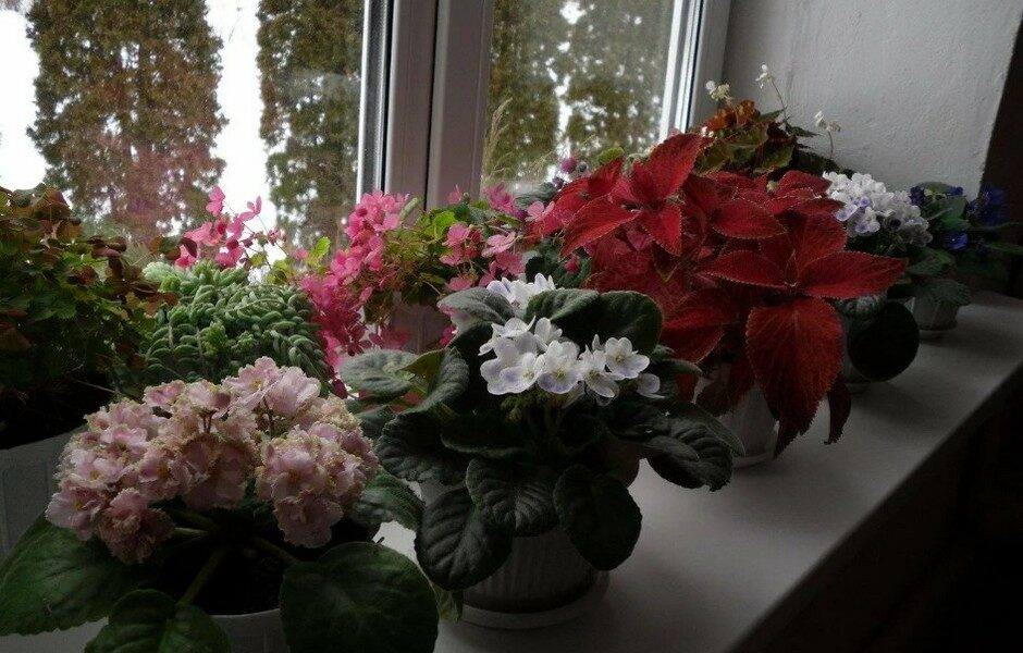 Комнатные цветы