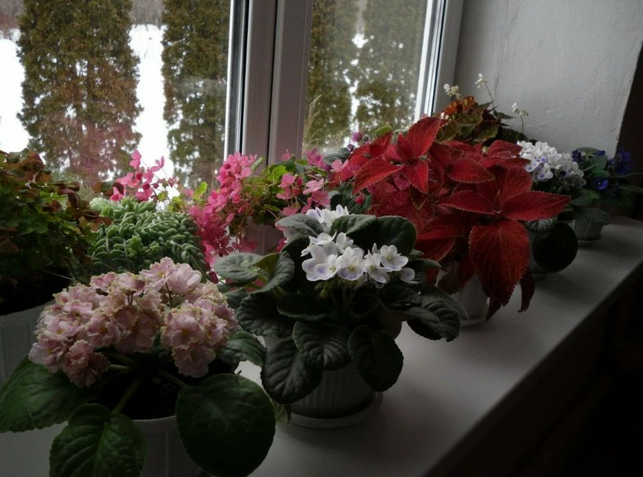 Комнатные цветы