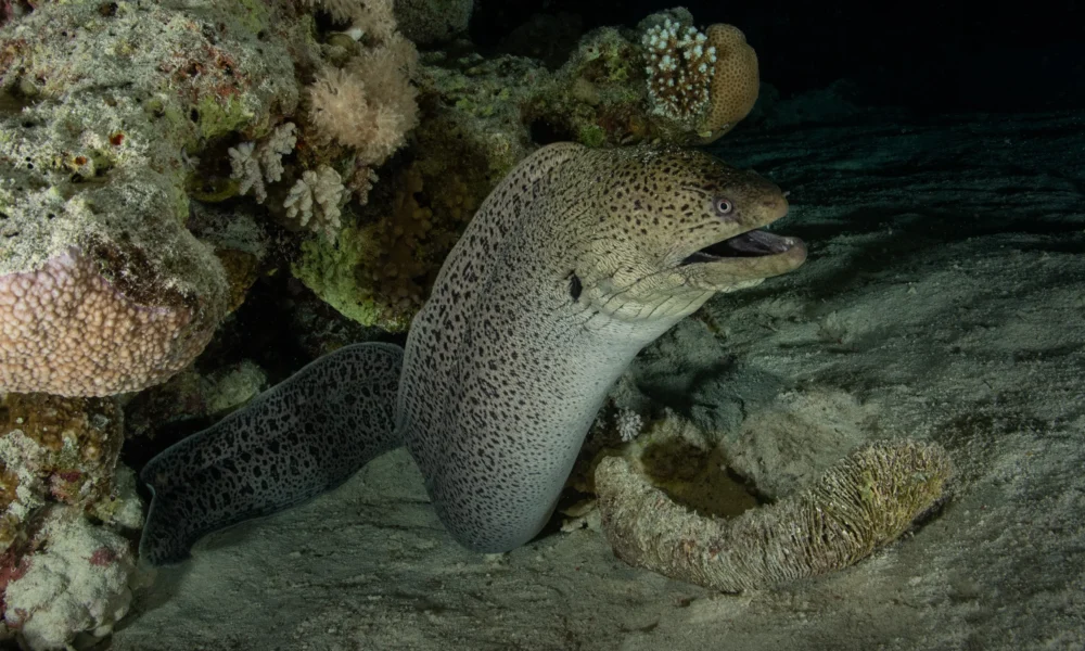 Гигантская мурена