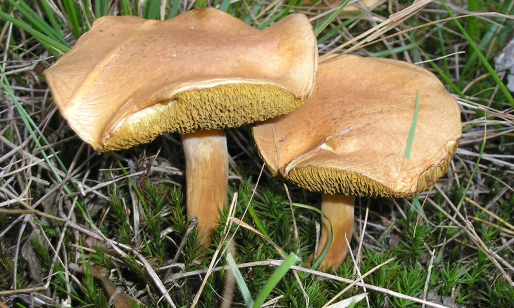 Грибы козляк