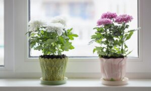 цветы на подоконнике