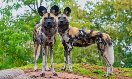 Гиеновые собаки