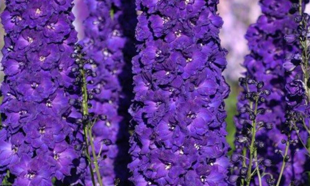 Дельфиниум новозеландский