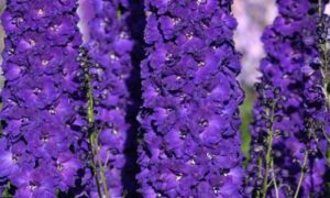 Дельфиниум новозеландский