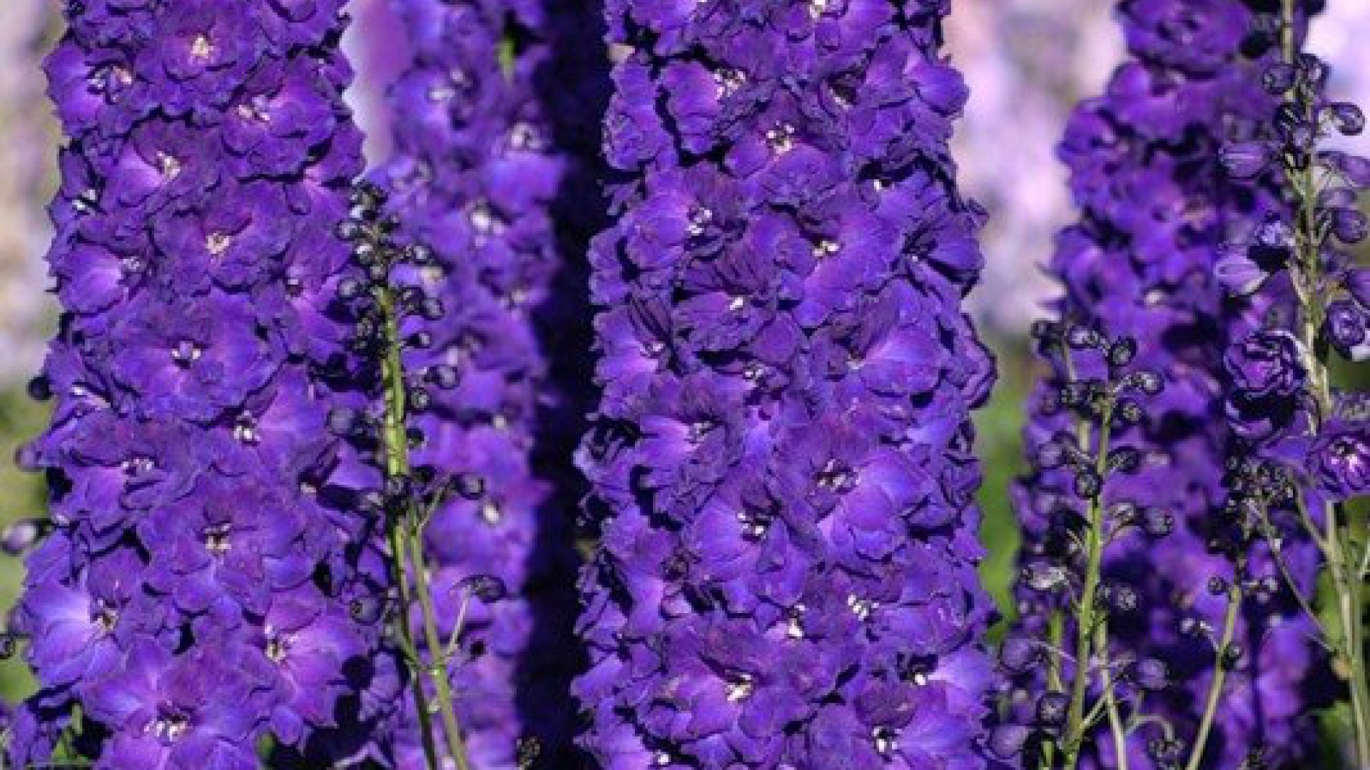 Дельфиниум новозеландский