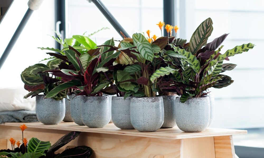 Калатеи в горшках