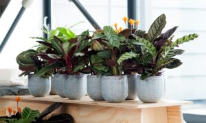 Калатеи в горшках