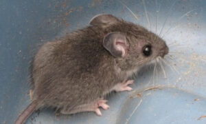 Мышь в доме