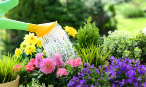 Лейка для цветов