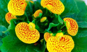 Кальцеолярия