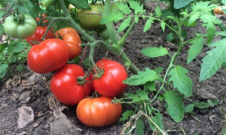 Помидоры на грядке