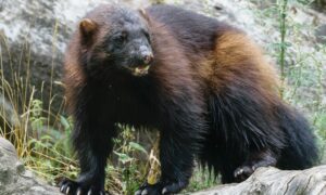 Росомаха в тайге