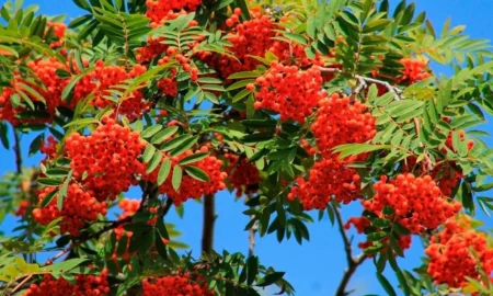 Рябина обыкновенная