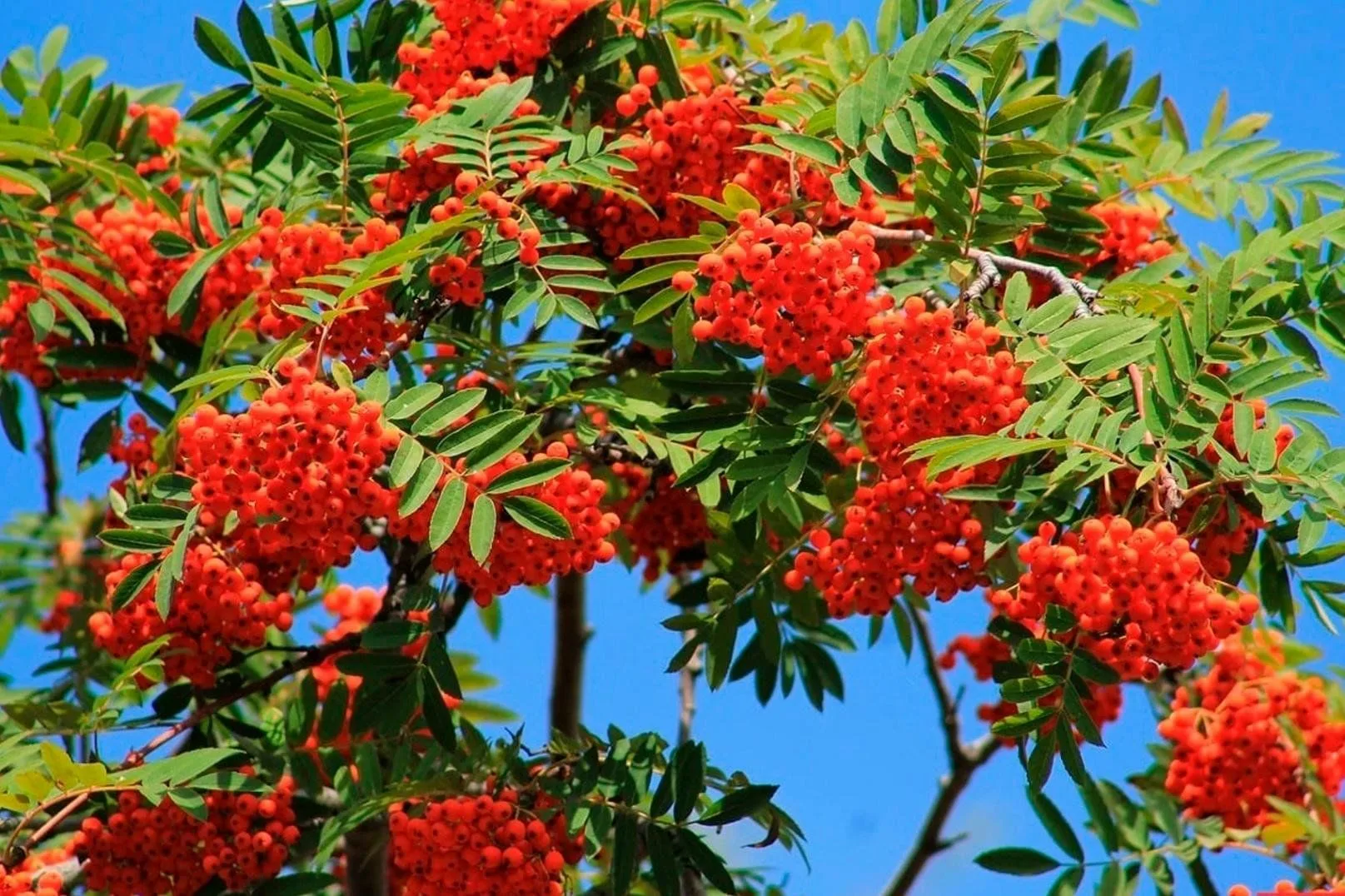 Рябина обыкновенная