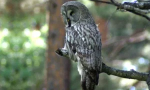 Бородатая неясыть