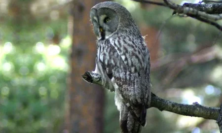 Бородатая неясыть