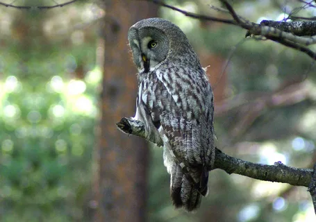 Бородатая неясыть