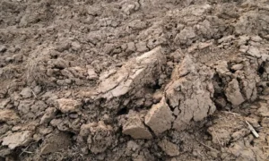 Глинистая почва