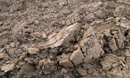 Глинистая почва