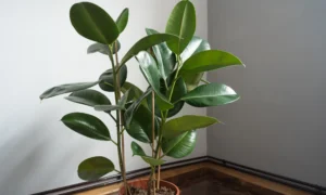 Комнатный фикус