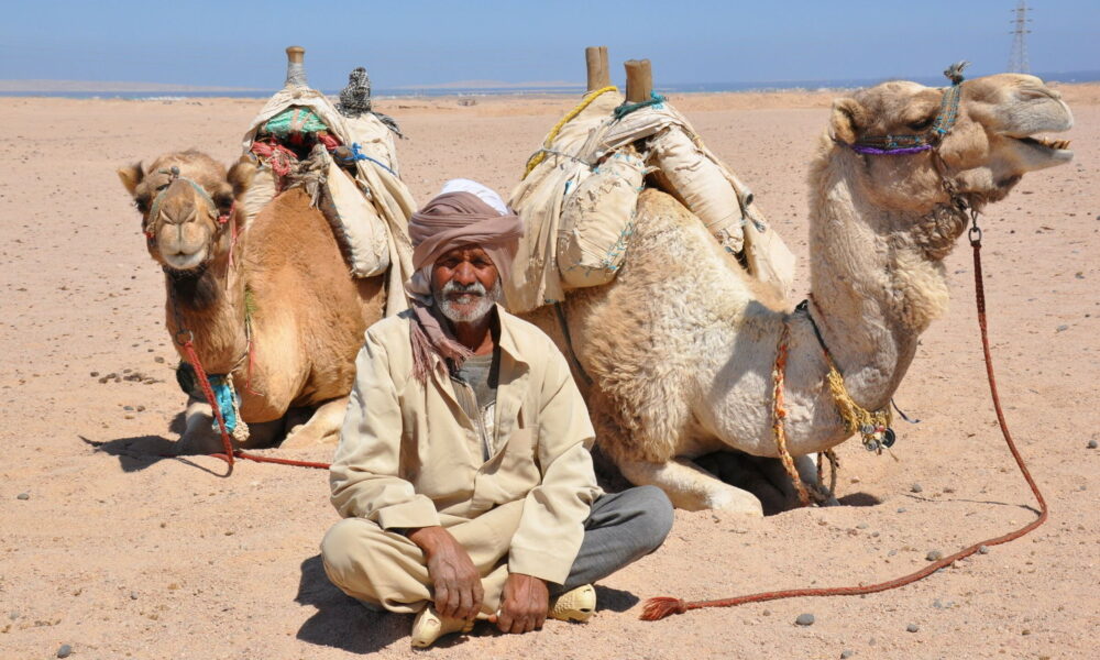 Бедуин с верблюдами