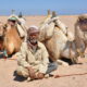 Бедуин с верблюдами