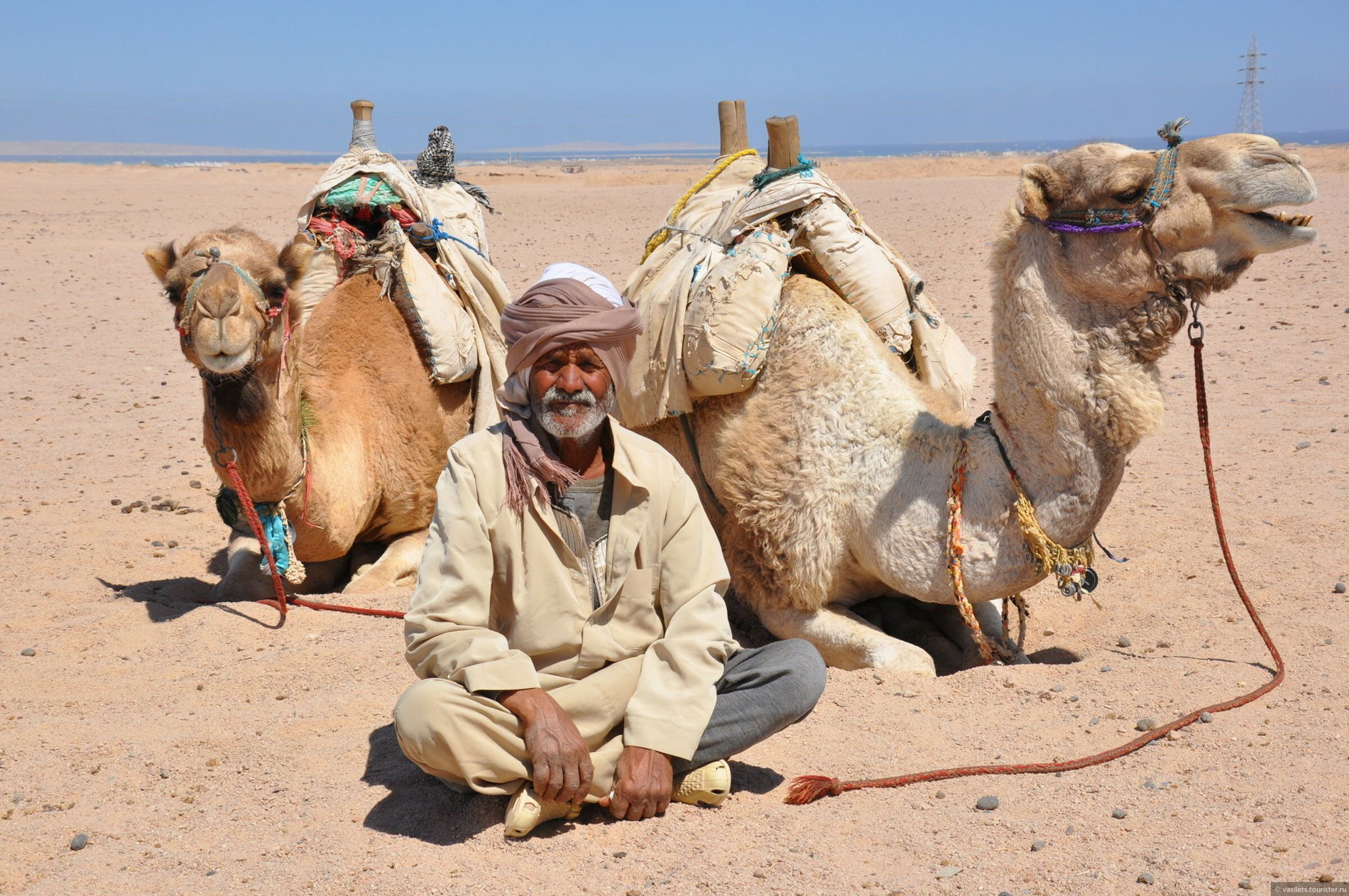 Бедуин с верблюдами