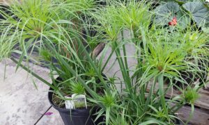 Циперус папирус