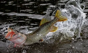 щука в воде