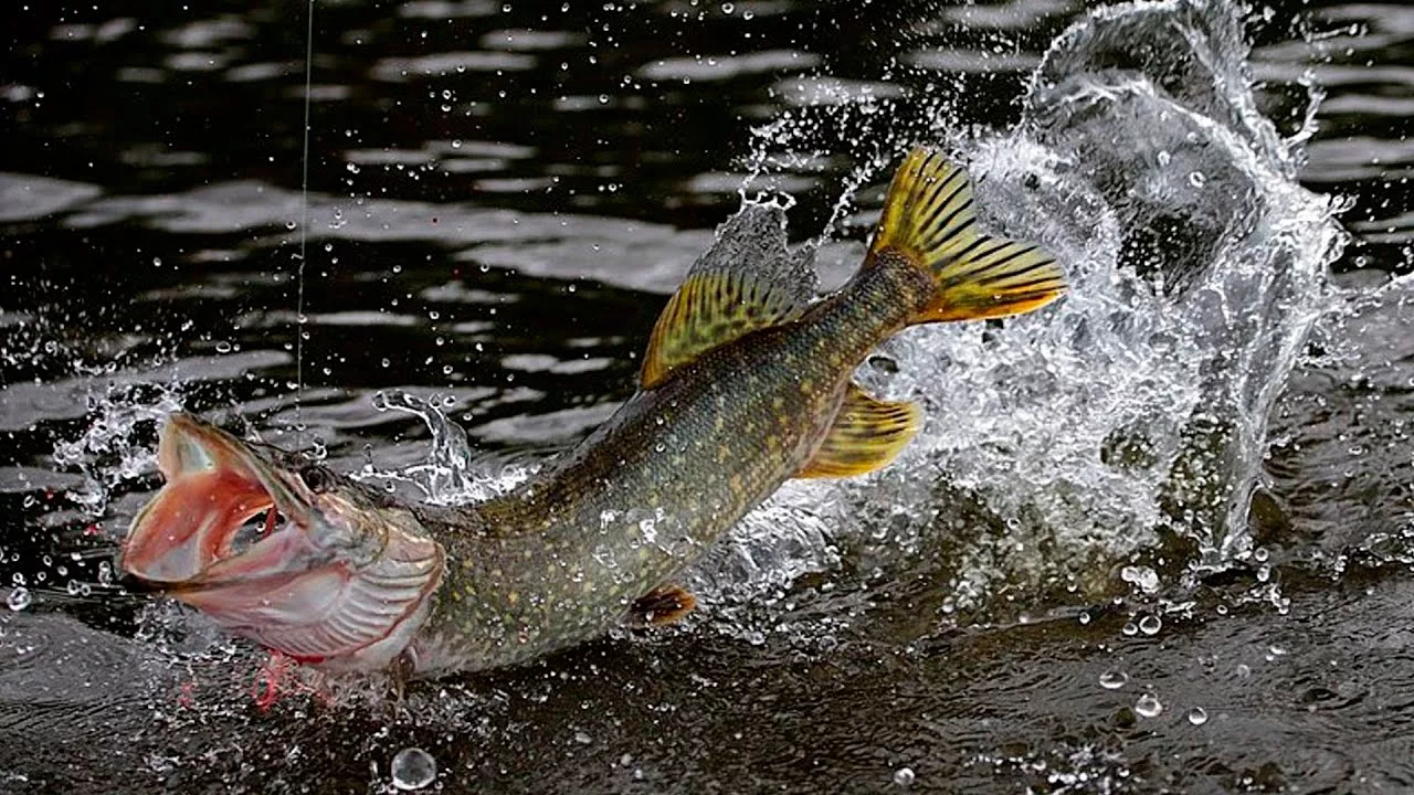 щука в воде