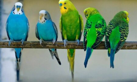 Волнистые попугайчики