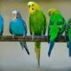 Волнистые попугайчики