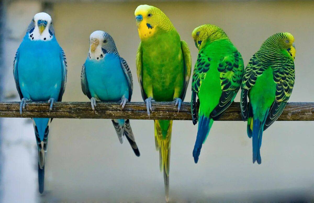 Волнистые попугайчики