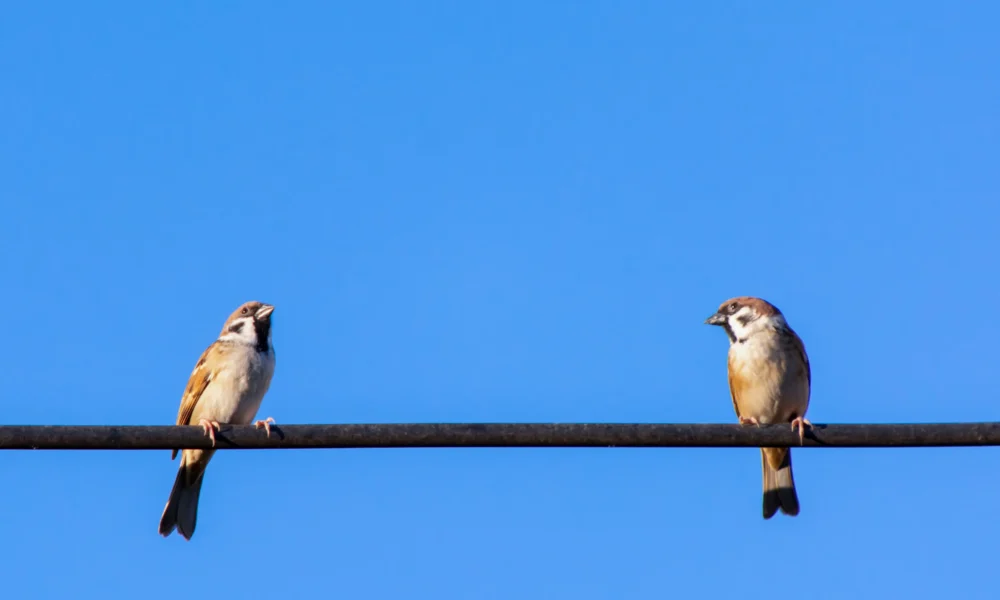 воробьи на проводах