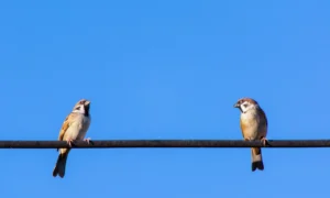 воробьи на проводах