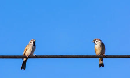 воробьи на проводах