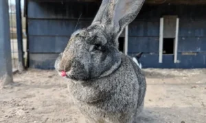 кролик в вольере