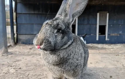 кролик в вольере