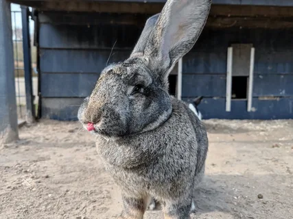 кролик в вольере