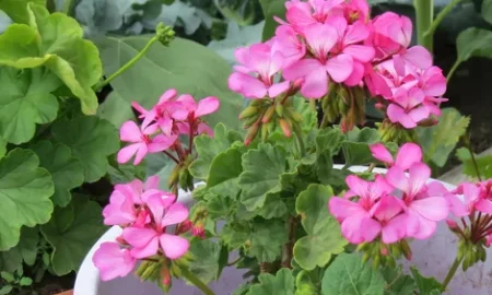 Герань в горшке