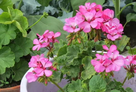 Герань в горшке
