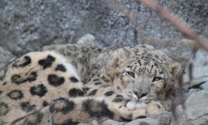 Снежный барс