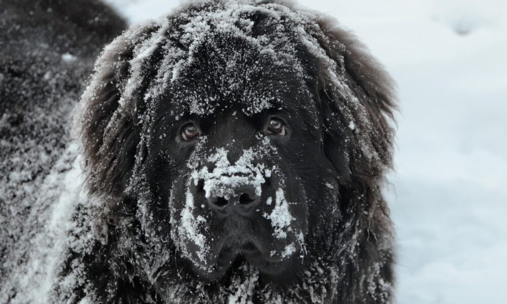 Ньюфаундленд в снегу