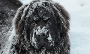 Ньюфаундленд в снегу