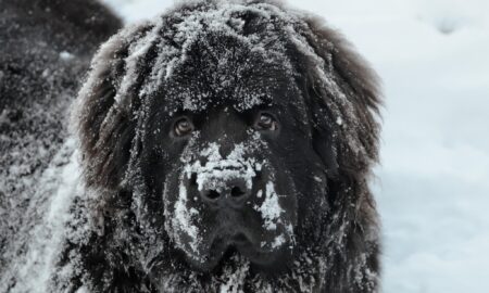 Ньюфаундленд в снегу