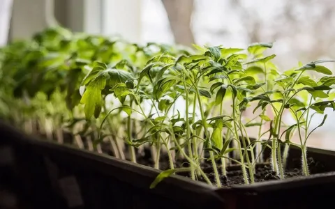 рассада дома