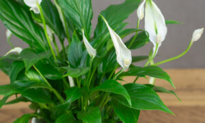 спатифиллум дома