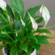 спатифиллум дома