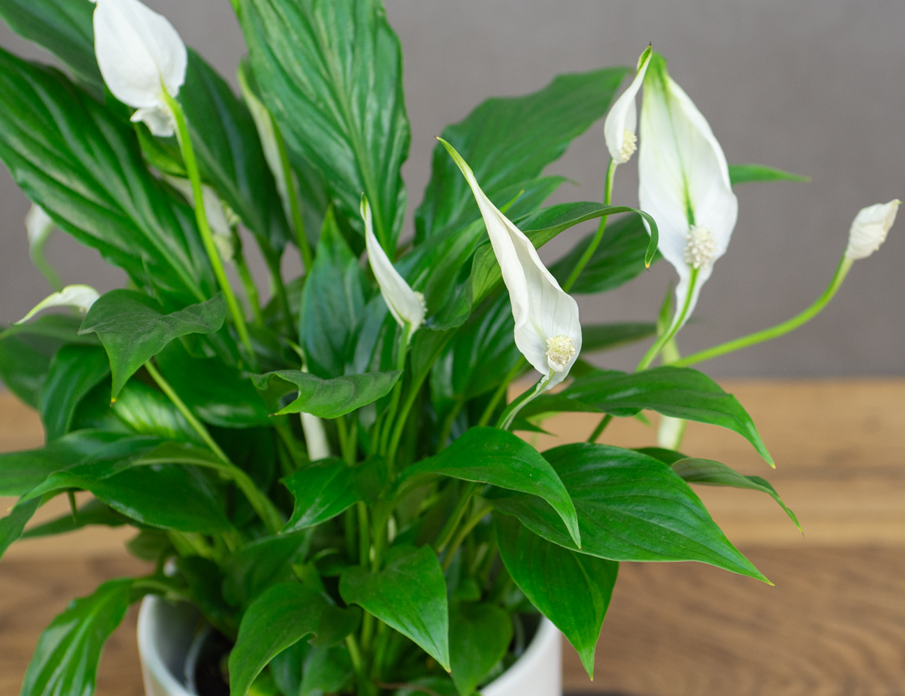 спатифиллум дома
