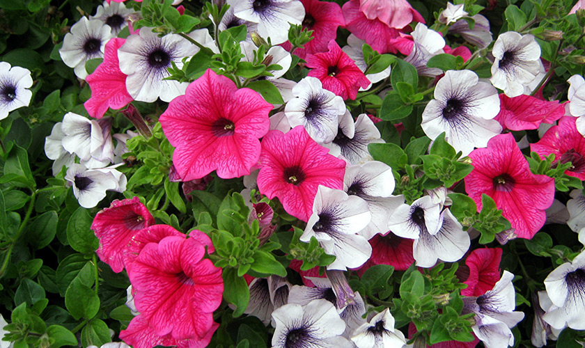 петуния в саду